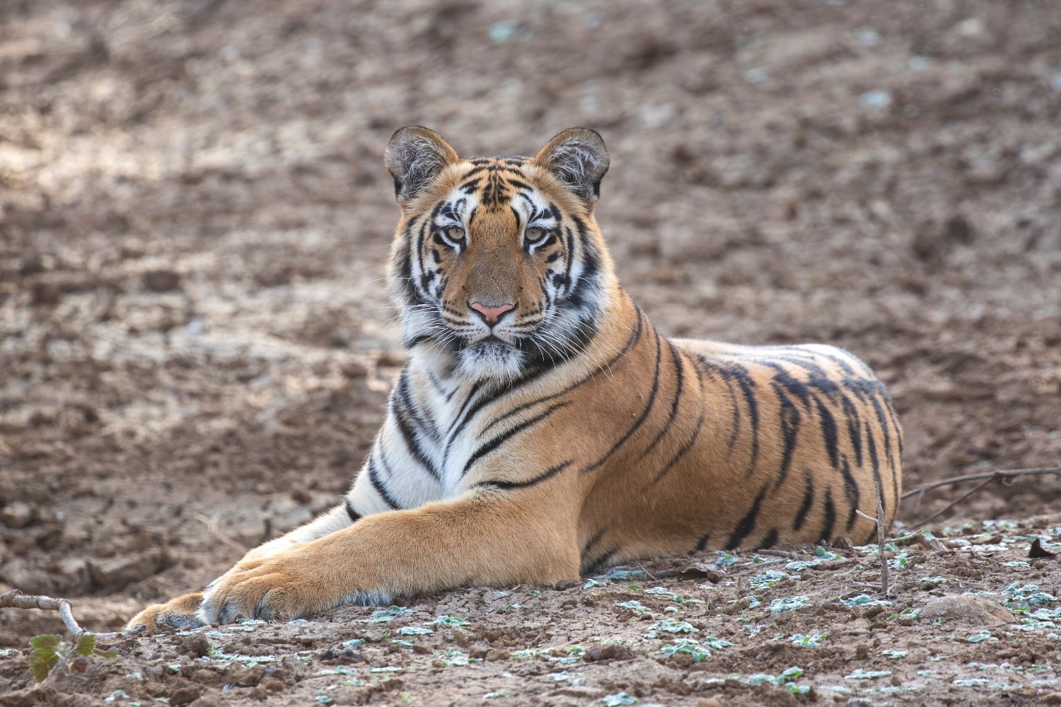 Pench Tiger